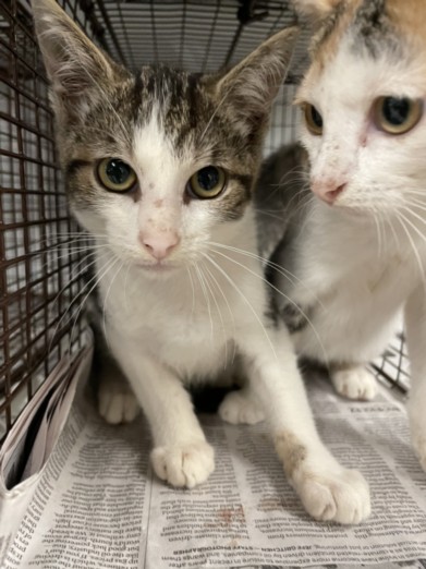 Shelter Stray Male Cat last seen , 14409 Vanowen St, Van Nuys, CA 91405, USA