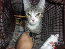 Shelter Stray Male Cat last seen , 14409 Vanowen St, Van Nuys, CA 91405, USA