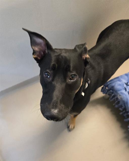 Shelter Stray Male Dog last seen Near BLOCK WASHINGTON AVE S, KENT WA 98032, 21615 64th Ave S, Kent, WA 98032, USA