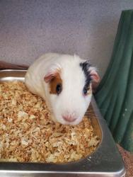 Shelter Stray Unknown Other last seen , 31044 Charlie Canyon Rd, Castaic, CA 91384, USA
