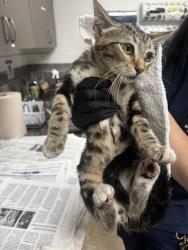 Shelter Stray Male Cat last seen , 14409 Vanowen St, Van Nuys, CA 91405, USA