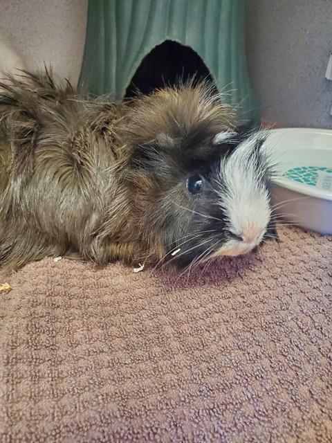 Shelter Stray Unknown Other last seen , 31044 Charlie Canyon Rd, Castaic, CA 91384, USA
