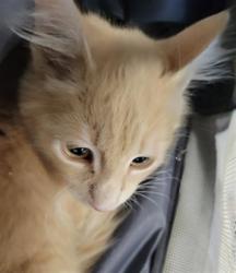 Shelter Stray Female Cat last seen , 14409 Vanowen St, Van Nuys, CA 91405, USA