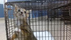 Shelter Stray Female Cat last seen Near BLOCK NW 47 AVE, 3599 NW 79th Ave, Doral, FL 33122, USA