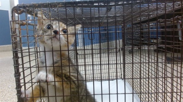 Shelter Stray Female Cat last seen Near BLOCK NW 47 AVE, 3599 NW 79th Ave, Doral, FL 33122, USA