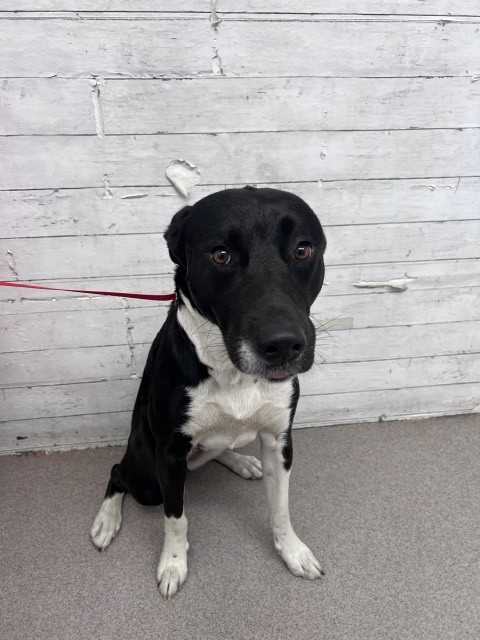 Shelter Stray Female Dog last seen FOOTHILL BLVD & ALMERIA AVE, FONTANA, CA, 92335, USA, 333 Chandler Pl, San Bernardino, CA 92408, USA