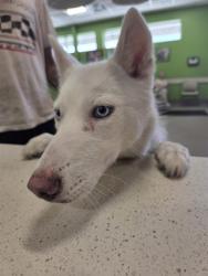 Shelter Stray Female Dog last seen Near BLOCK N 20TH ST, 3528 Newburg Rd, Louisville, KY 40218, USA