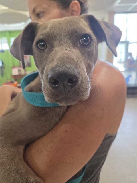 Shelter Stray Female Dog last seen Near BLOCK CHENOWETH RUN ROAD, 3528 Newburg Rd, Louisville, KY 40218, USA