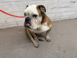 Shelter Stray Female Dog last seen INLAND CENTER DR AND E ST, 333 Chandler Pl, San Bernardino, CA 92408, USA