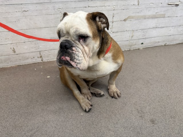 Shelter Stray Female Dog last seen INLAND CENTER DR AND E ST, 333 Chandler Pl, San Bernardino, CA 92408, USA