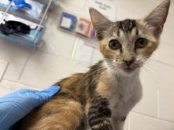 Shelter Stray Female Cat last seen BETH LN & LEWIS WAY, SAN BERNARDINO, CA, 92410, USA, 333 Chandler Pl, San Bernardino, CA 92408, USA