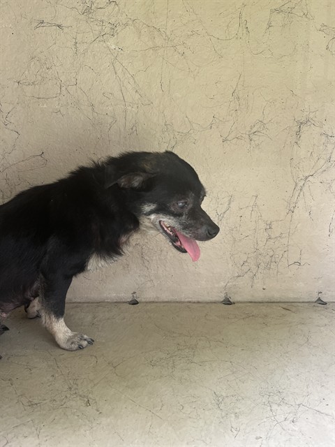 Shelter Stray Female Dog last seen Near BLK KRAUSE AVE, 3528 Newburg Rd, Louisville, KY 40218, USA