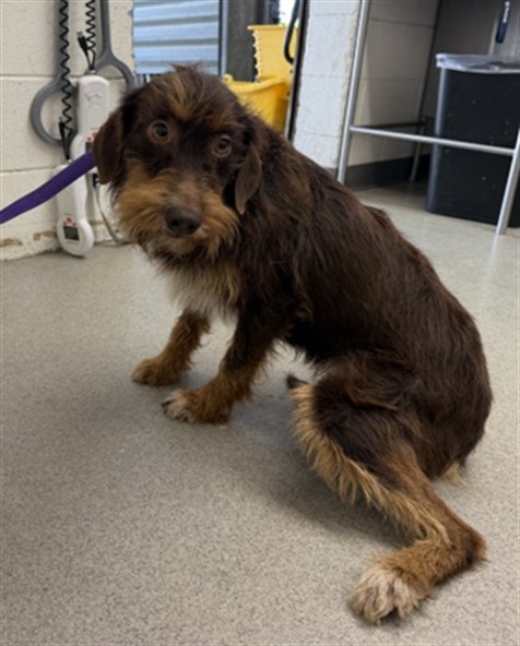 Shelter Stray Female Dog last seen 5TH AND MOUNT VERNON, 333 Chandler Pl, San Bernardino, CA 92408, USA