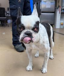 Shelter Stray Male Dog last seen DEL MONTE AVE AND ZENITH., 130 Beyer Way, Chula Vista, CA 91911, USA