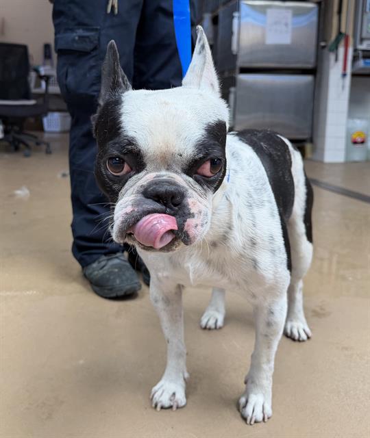 Shelter Stray Male Dog last seen DEL MONTE AVE AND ZENITH., 130 Beyer Way, Chula Vista, CA 91911, USA