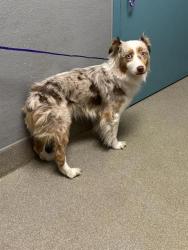 Shelter Stray Female Dog last seen Near BLOCK S MARYLAND PKWY, LAS VEGAS NV 89169, 655 N Mojave Rd, Las Vegas, NV 89101, USA