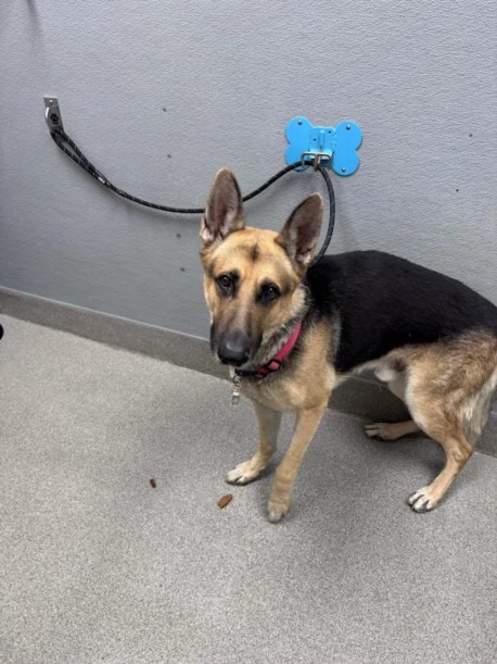 Shelter Stray Male Dog last seen Near BLOCK CURDSEN WAY, LAS VEGAS NV 89110, 655 N Mojave Rd, Las Vegas, NV 89101, USA