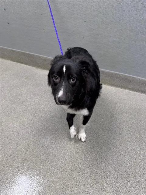 Shelter Stray Female Dog last seen Near BLOCK CURDSEN WAY, LAS VEGAS NV 89110, 655 N Mojave Rd, Las Vegas, NV 89101, USA