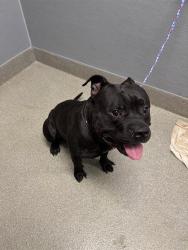 Shelter Stray Male Dog last seen Near BLOCK BOULDER HWY, LAS VEGAS NV 89121, 655 N Mojave Rd, Las Vegas, NV 89101, USA