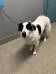 Shelter Stray Male Dog last seen S HUALAPAI WAY & W OLETA AVE, 655 N Mojave Rd, Las Vegas, NV 89101, USA