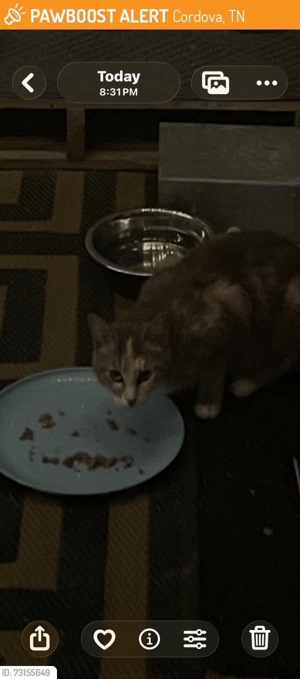Found/Stray Unknown Cat last seen Mirage Lane and Spanish Trail Cordova TN, Cordova, TN 38018