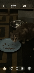 Found/Stray Unknown Cat last seen Mirage Lane and Spanish Trail Cordova TN, Cordova, TN 38018