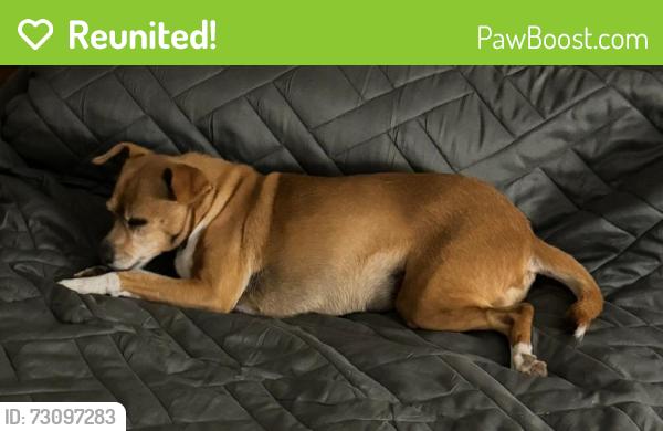 Reunited Female Dog last seen Hidden creek subdivision, Warrior, AL 35180