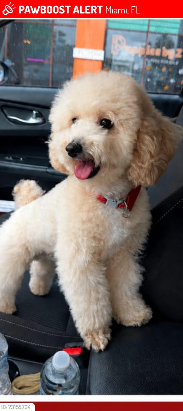 Lost Male Dog last seen NW Miami, Miami, FL 33142