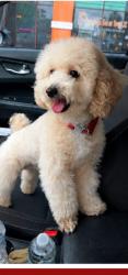 Lost Male Dog last seen NW Miami, Miami, FL 33142