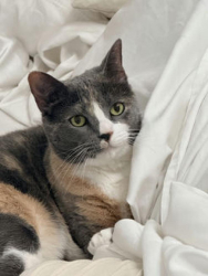 Reunited Female Cat last seen Near NE 117th St, Miami, FL 33161