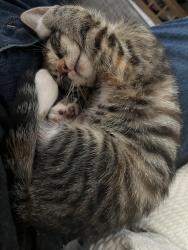 Lost Female Cat last seen Pavilion park, Liberty Lake, WA 99019