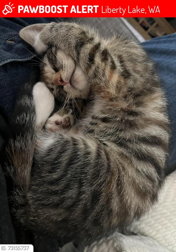 Lost Female Cat last seen Pavilion park, Liberty Lake, WA 99019