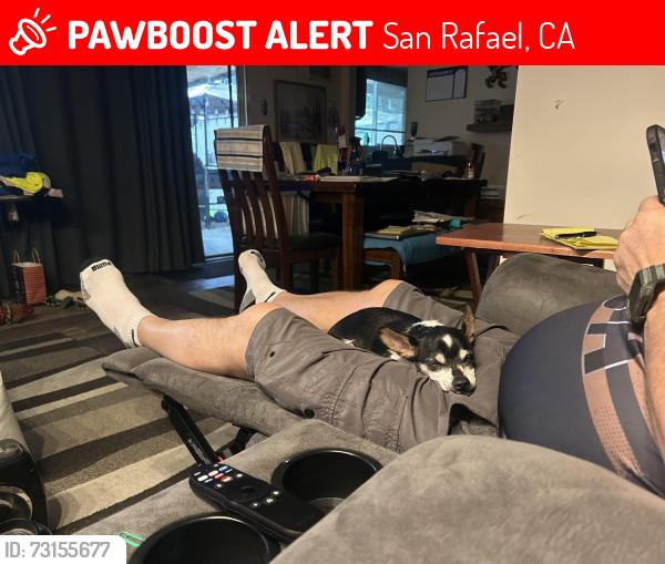 Lost Male Dog last seen AT&T store, San Rafael, CA 94903