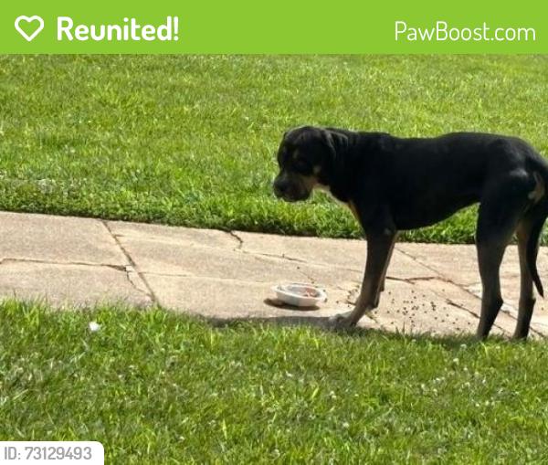 Reunited Male Dog last seen Rolling Road, Pikesville, MD 21208