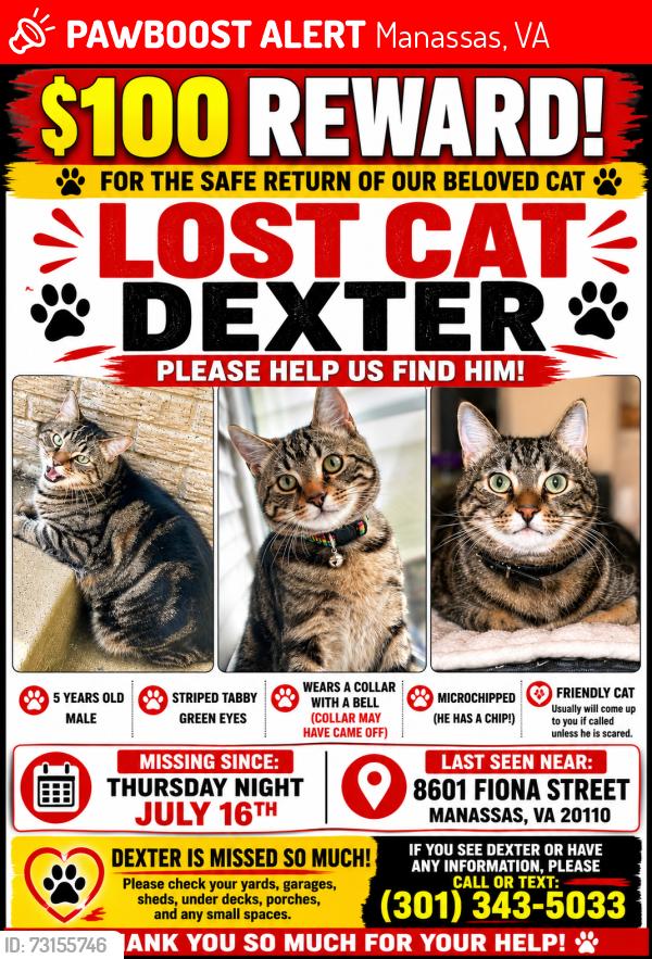 Lost Male Cat last seen Cynthia Street, Manassas, VA 20111