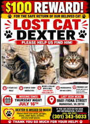 Lost Male Cat last seen Cynthia Street, Manassas, VA 20111