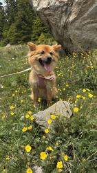 Lost Female Dog last seen West 73rd & Sheridan, Westminster, CO 80030
