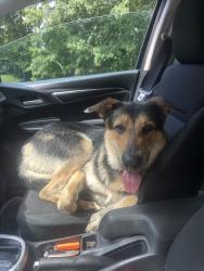 Reunited Male Dog last seen Coolspring Jumonvill Rd, Lemont Furnace, PA, USA, Lemont Furnace, PA 15456