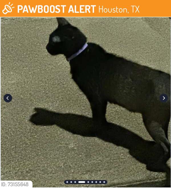 Found/Stray Unknown Cat last seen Bremond St in Midtown by Metro Midtown and Townhomes., Houston, TX 77002