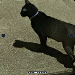 Found/Stray Unknown Cat last seen Bremond St in Midtown by Metro Midtown and Townhomes., Houston, TX 77002