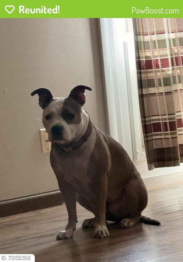 Reunited Female Dog last seen Redwood Rd and Birchwood, Derby, KS 67037