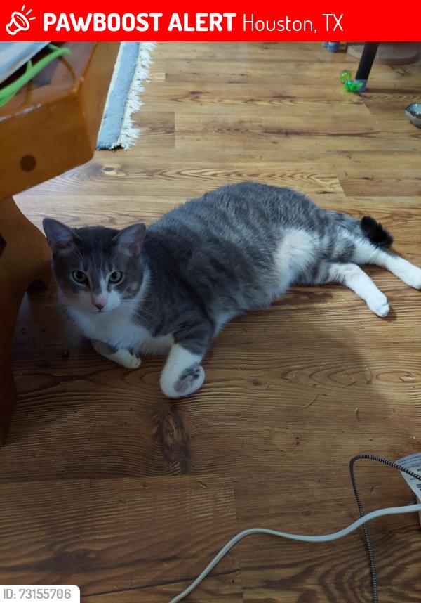 Lost Male Cat last seen Bingle and Pinemont, Houston, TX 77092
