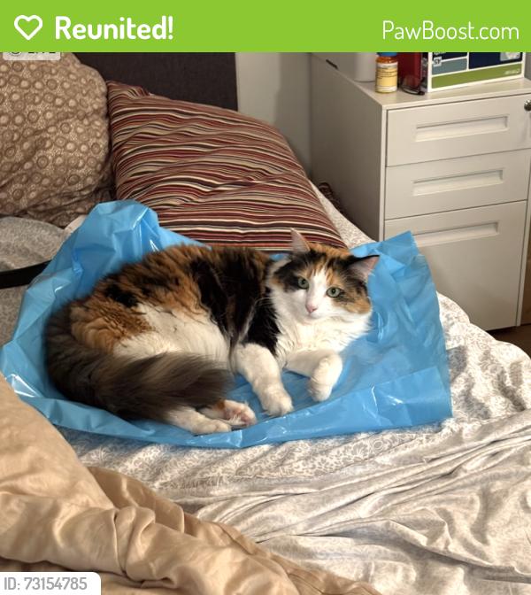 Reunited Female Cat last seen Watmaugh, Bear Flag Road, Sonoma, CA 95476