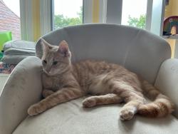 Found/Stray Unknown Cat last seen Rochester/gunn/snell, Rochester, MI 48306