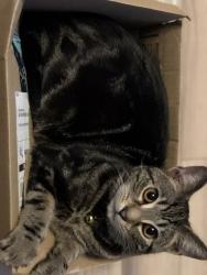 Reunited Male Cat last seen Richmond school, Shoeburyness, England SS3 9LE