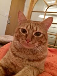 Lost Male Cat last seen Adjacent to Kit Carson Park, Escondido, CA 92025