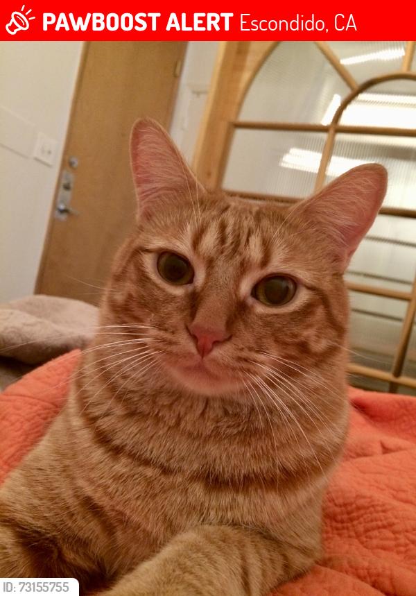 Lost Male Cat last seen Adjacent to Kit Carson Park, Escondido, CA 92025