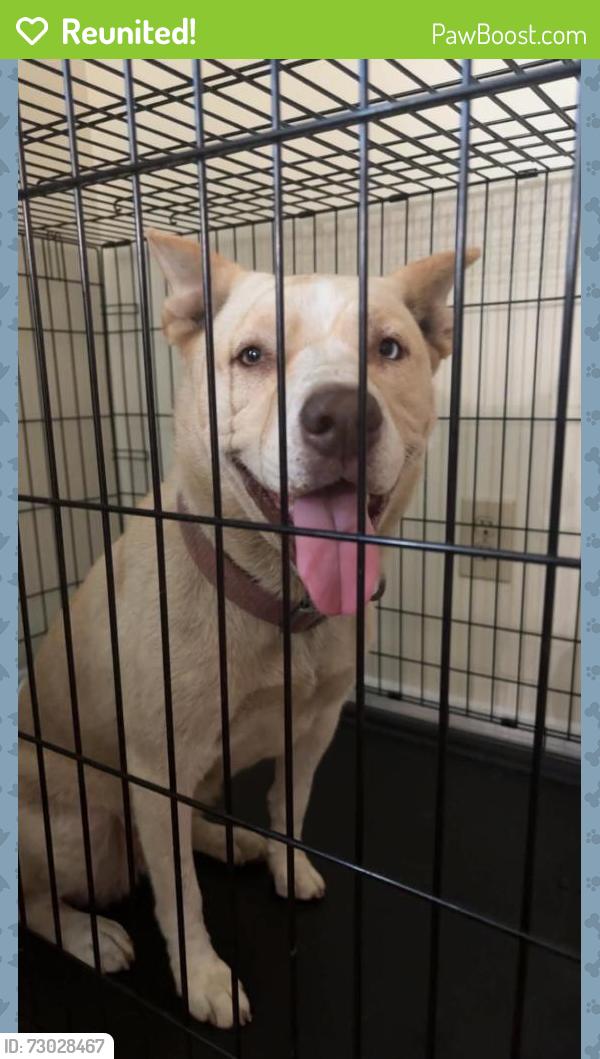 Reunited Female Dog last seen Fillyaw and Bedford, Fayetteville, NC 28303