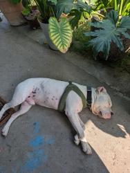 Found/Stray Male Dog last seen N California Street, San Bernardino, CA 92407