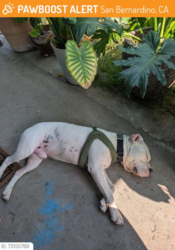 Found/Stray Male Dog last seen N California Street, San Bernardino, CA 92407